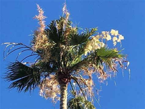 椰子開花